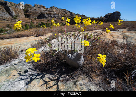 Der Elefantenfuß Pflanze, Pachypodium, Rosulatum, Isalo Nationalpark, Madagaskar, Afrika Stockfoto