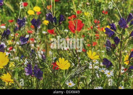Eine bunte Blumenwiese im Frühling Stockfoto
