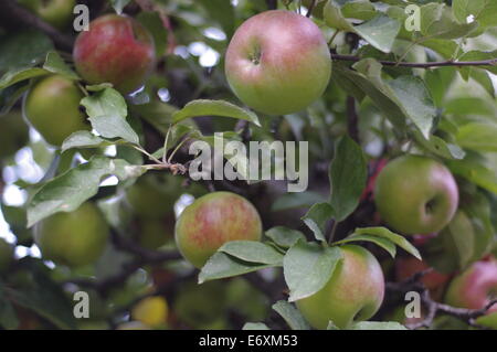 Äpfel am Baum Stockfoto