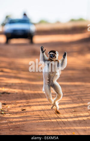 Verreaux Sifaka Tanz auf der anderen Straßenseite, Propithecus Verreauxi Berenty Reserve, Madagaskar, Afrika Stockfoto