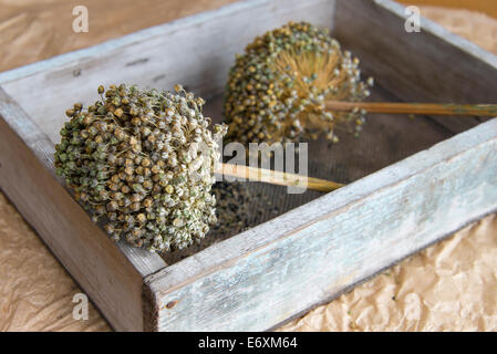 Aufbewahrung von Saatgut aus nicht Hybrid-Lauch (Allium Ampeloprasum var. Porrum). England, UK. Stockfoto