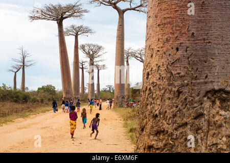 Baobab-Allee in der Nähe von Morondava, Affenbrotbäume Grandidieri, West Madagaskar, Afrika Stockfoto