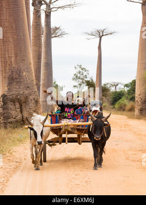 Ochsenkarren auf ein Baobab-Allee in der Nähe von Morondava, Affenbrotbäume Grandidieri, Madagaskar, Afrika Stockfoto