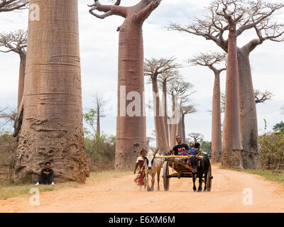 Ochsenkarren auf ein Baobab-Allee in der Nähe von Morondava, Affenbrotbäume Grandidieri, Madagaskar, Afrika Stockfoto