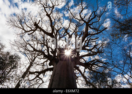 Heiligen Baobab, Affenbrotbäume Grandidieri, West Madagaskar, Afrika Stockfoto