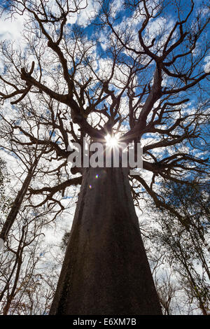 Heiligen Baobab, Affenbrotbäume Grandidieri, West Madagaskar, Afrika Stockfoto