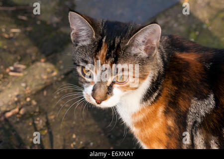 Junge weibliche Tabby cross Schildpatt Katze Nahaufnahme des Kopfes. Stockfoto