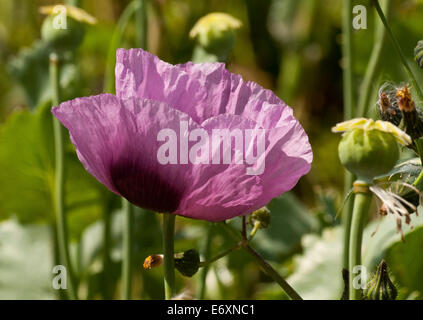 Lila Papaver Somniferum, Schlafmohn Kopf und Mohn Samenköpfe Stockfoto