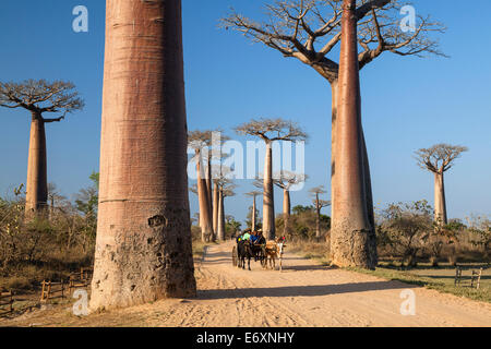 Ochsenkarren in einem Baobab-Allee in der Nähe von Morondava, Affenbrotbäume Grandidieri, Madagaskar, Afrika Stockfoto