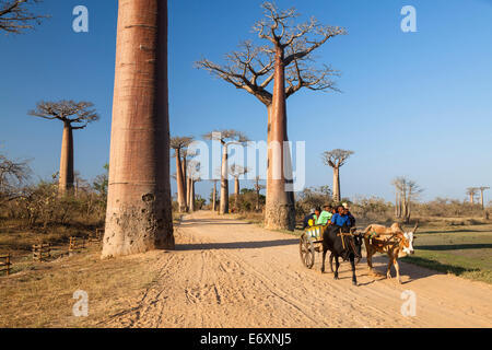 Ochsenkarren in Baobab-Allee in der Nähe von Morondava, Affenbrotbäume Grandidieri, Madagaskar, Afrika Stockfoto