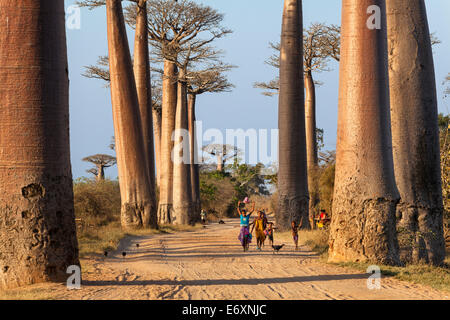 Baobab in der Nähe von Morondava, Affenbrotbäume Grandidieri, Madagaskar Stockfoto