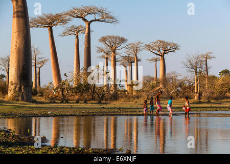 Baobab in der Nähe von Morondava, Affenbrotbäume Grandidieri, Madagaskar Stockfoto