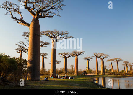 Baobab in der Nähe von Morondava, Affenbrotbäume Grandidieri, Madagaskar Stockfoto