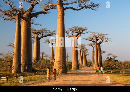 Baobab in der Nähe von Morondava, Affenbrotbäume Grandidieri, Madagaskar Stockfoto