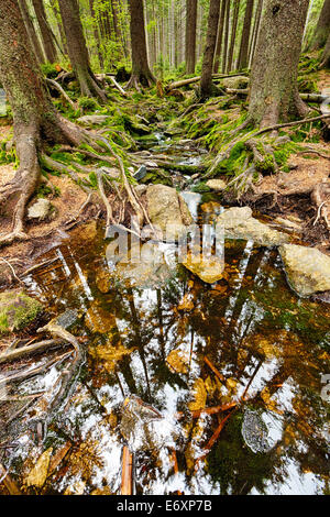 Der Urwald mit mossed Boden und den Bach - HDR Stockfoto