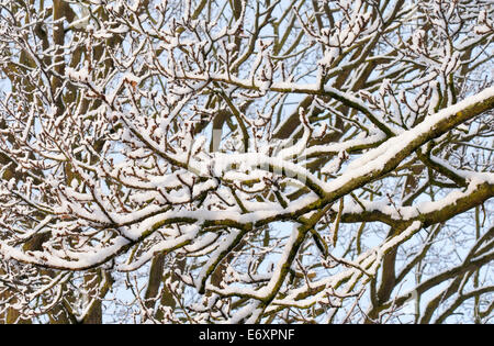 Schneebedeckte Äste eines Baumes in der Sonne in Norfolk, England, UK Stockfoto