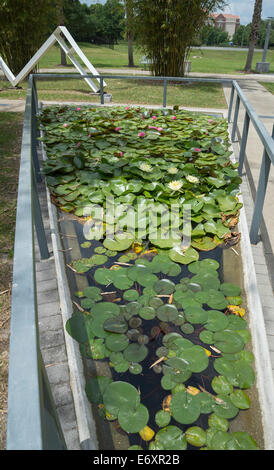 Seerosenteich neben Camellia Court Cafe auf dem Campus der University of Florida. Stockfoto