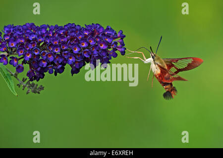 Clearwing Kolibri Motte Nectaring auf Schmetterlingsstrauch Stockfoto