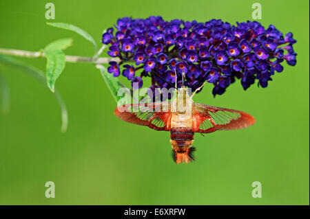 Kolibri Motte Nectaring auf Schmetterlingsstrauch Stockfoto