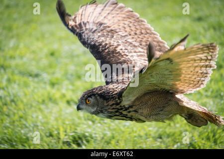 Europäischen Uhu, Bubo Bubo, hautnah. Stockfoto