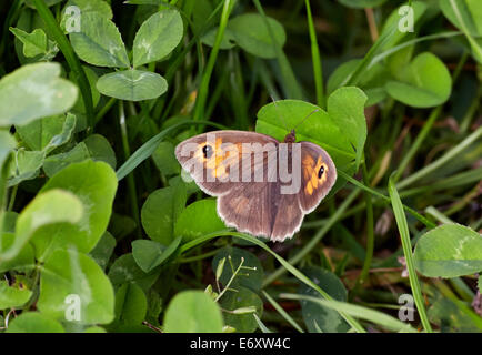 Wiese braun Schmetterling (weiblich) im Ruhezustand auf Klee.  Blackstone unten, in der Nähe von Touristenort, Sussex, England. Stockfoto