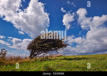 Windgepeitschten Baum auf der South Downs Way am Bostal-Hügel.  Touristenort, Sussex, England. Stockfoto