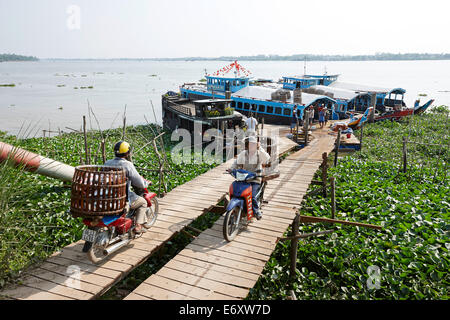 Irisierende Hai Zucht am Fluss Mekong, in der Nähe von Long Xuyen, An Giang Provinz, Vietnam Stockfoto