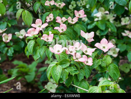 Die bunten rosa Blüten von einem japanischen Kousa blühenden Hartriegels (Cornus Kousa) "Miss Satomi' Stockfoto