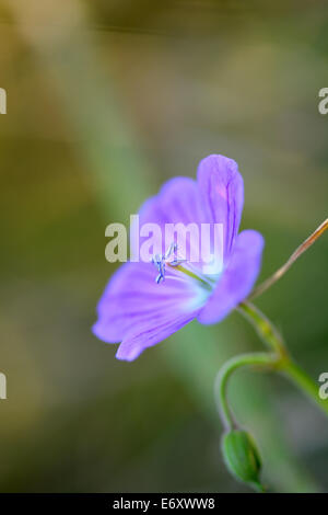 Blau lila Blumen closeup Stockfoto