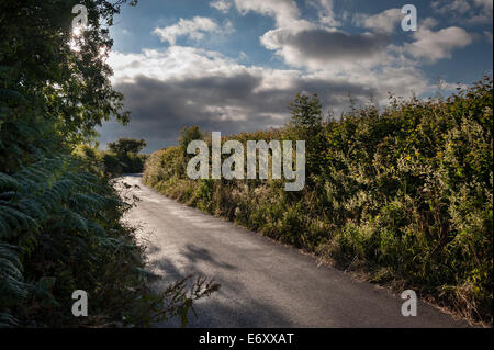 Typische Hecke auf einer englischen Landstraße auf Dartmoor, Devon, UK Stockfoto