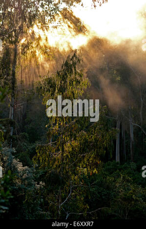 Am frühen Morgen in einen alten Wald, East Gippsland, Victoria, Australien Stockfoto