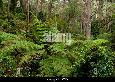 Üppige Wälder in Martins Creek Reserve, East Gippsland, Victoria, Australien Stockfoto