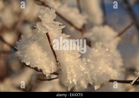 Gefrorene Zweig im Winter mit Eiskristallen drauf. Stockfoto