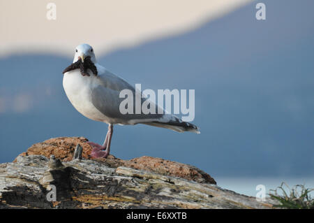 Möwe auf einem Baumstamm mit einem Seestern im Maul Stockfoto