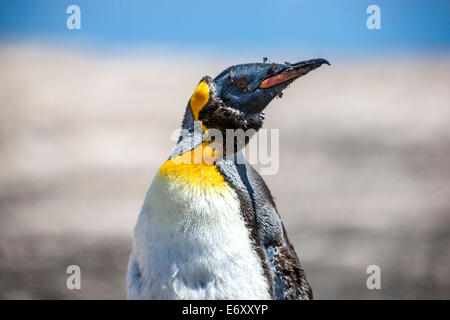 Dieser Kaiser-Pinguin war allein seine specie am Strand. Er war seiner Zeit der Häutung und er nicht gehen, das kalte Wasser während th Stockfoto