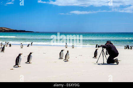 Fotograf am Set mit Pinguinen in den Falkland-Inseln. Ich blieb dort für 45 Minuten, die Pinguine näherte sich langsam, th Stockfoto