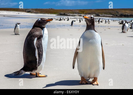 Zwei Gentoo-Pinguine auf den Falkland-Inseln. Am North Pond, im Norden Küste von East Falkland fotografiert. 25. Dezember 2011 Stockfoto