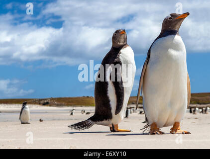 Am North Pond, im Norden Küste von East Falkland fotografiert. 25. Dezember 2011 Stockfoto