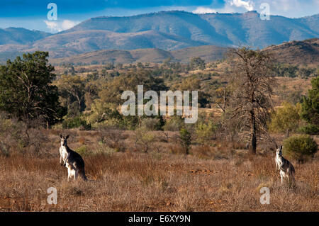 Kängurus im Glas Schlucht, Flinders Ranges, South Australia, Australien Stockfoto