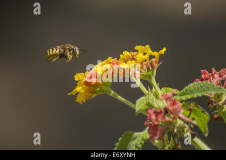 Die fliegende Biene Stockfoto