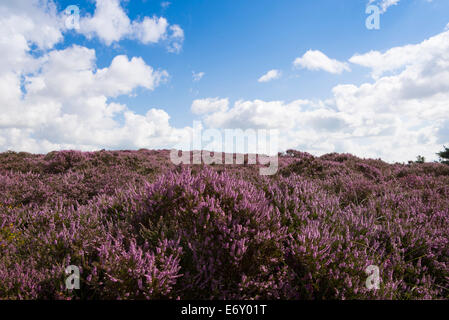 Heidekraut (Calluna Vulgaris) blüht auf Dunwich Heath, Dunwich, Suffolk, England, UK. Stockfoto