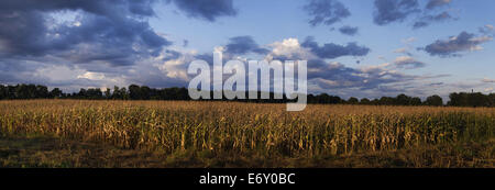 29. August 2014 - Kornfeld mit Wolken bei Sonnenuntergang. --Die Maisernte in der Ukraine im Jahr 2014 kann weniger als 20 % gegenüber dem Vorjahr verringern. Der Grund für diesen Rückgang der Getreideproduktion nach Einschätzung von Experten werden in finanziellen Schwierigkeiten, die einen erheblichen Teil der Bauern des Landes, die zu des weltweit größten Produzenten und Exporteure von Mais zählt erlebt. (Kredit-Bild: © Igor Golovniov/ZUMA Draht) Stockfoto