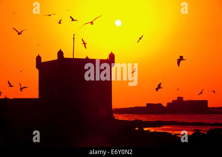 Möwen fliegen über den Hafen und die alte portugiesische Zitadelle, Essaouira, Marokko Stockfoto