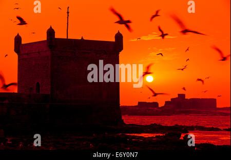 Möwen fliegen über den Hafen und die alte portugiesische Zitadelle, Essaouira, Marokko Stockfoto