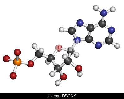 Molekül Adenosin Monophosphate (AMP, Adenylic Säure). Nukleotid Monomeren RNA. Bestehend aus Phosphat, Ribose und Adenin moie Stockfoto