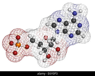 Molekül Adenosin Monophosphate (AMP, Adenylic Säure). Nukleotid Monomeren RNA. Bestehend aus Phosphat, Ribose und Adenin moie Stockfoto