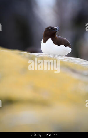 Tordalk (Alca Torda) sitzt auf einer Klippe Küste. Farne Inseln. Northumberland. VEREINIGTES KÖNIGREICH. Stockfoto