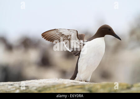 Common Murre (Uria Aalge) dehnen und mit Flügeln schlägt. Farne Inseln. Northumberland. VEREINIGTES KÖNIGREICH. Stockfoto