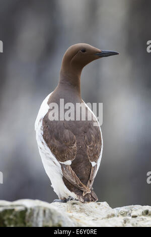 Common Murre (Uria Aalge) auf Felsen gelegen. Farne Inseln. Northumberland. VEREINIGTES KÖNIGREICH. Stockfoto