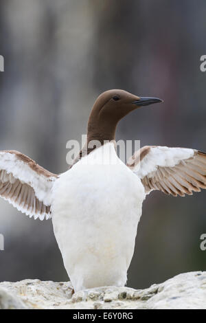 Common Murre (Uria Aalge) mit Flügeln auf Stein. Farne Inseln. Northumberland. VEREINIGTES KÖNIGREICH. Stockfoto